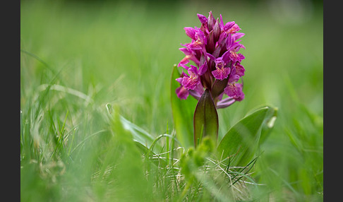 Holunder-Knabenkraut (Dactylorhiza sambucina)