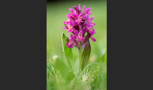 Holunder-Knabenkraut (Dactylorhiza sambucina)