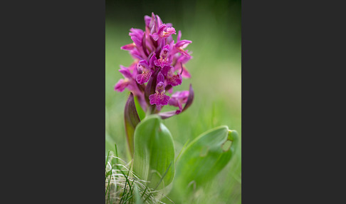 Holunder-Knabenkraut (Dactylorhiza sambucina)