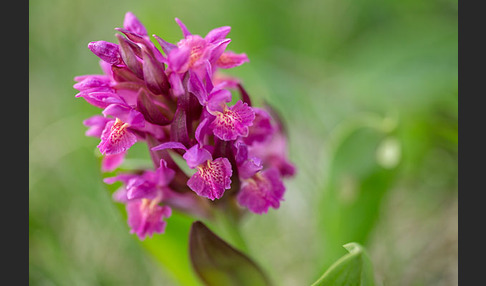 Holunder-Knabenkraut (Dactylorhiza sambucina)