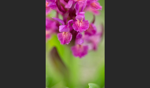 Holunder-Knabenkraut (Dactylorhiza sambucina)