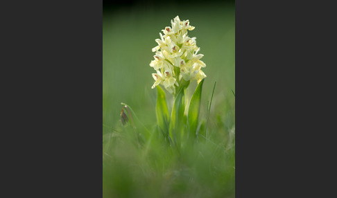 Holunder-Knabenkraut (Dactylorhiza sambucina)