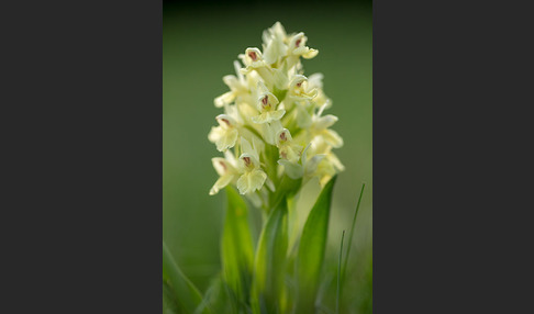 Holunder-Knabenkraut (Dactylorhiza sambucina)