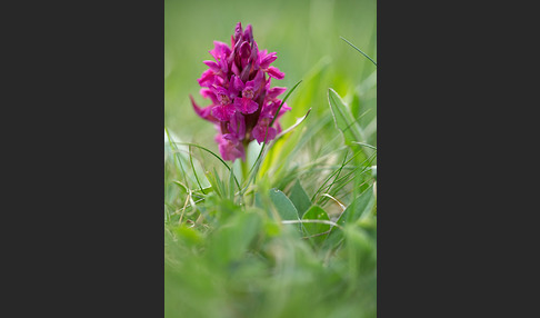 Holunder-Knabenkraut (Dactylorhiza sambucina)