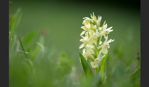 Holunder-Knabenkraut (Dactylorhiza sambucina)