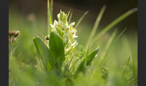 Holunder-Knabenkraut (Dactylorhiza sambucina)