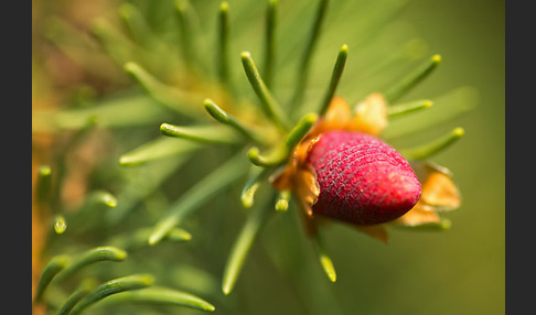 Gemeine Fichte (Picea abies)