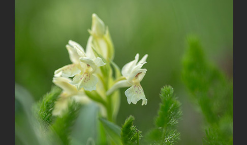 Holunder-Knabenkraut (Dactylorhiza sambucina)