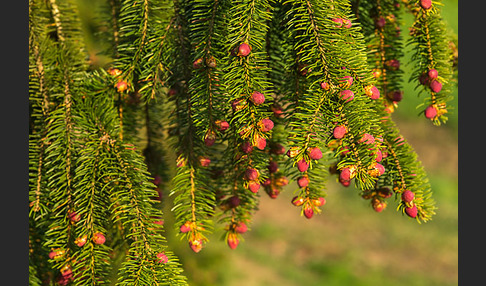 Gemeine Fichte (Picea abies)