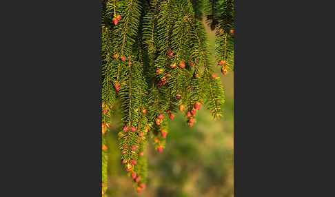 Gemeine Fichte (Picea abies)