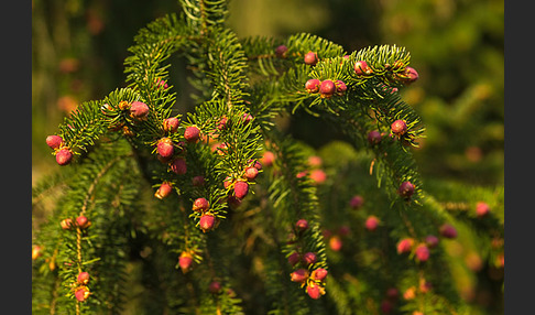 Gemeine Fichte (Picea abies)