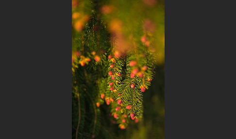 Gemeine Fichte (Picea abies)