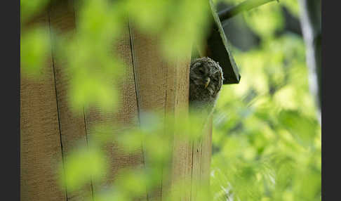 Habichtskauz (Strix uralensis)