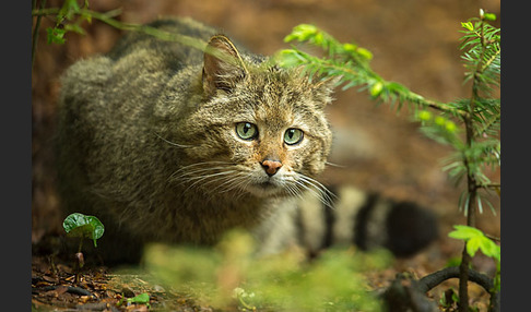 Wildkatze (Felis silvestris)