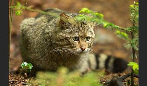 Wildkatze (Felis silvestris)