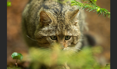 Wildkatze (Felis silvestris)