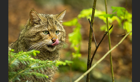 Wildkatze (Felis silvestris)