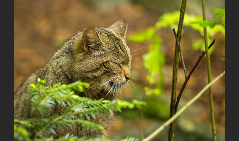 Wildkatze (Felis silvestris)