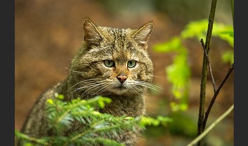 Wildkatze (Felis silvestris)