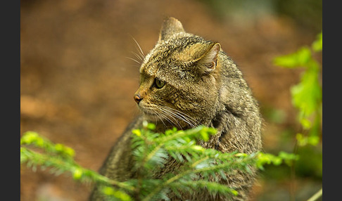 Wildkatze (Felis silvestris)