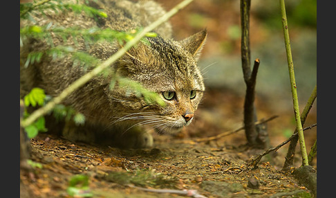 Wildkatze (Felis silvestris)