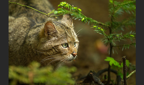 Wildkatze (Felis silvestris)