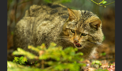 Wildkatze (Felis silvestris)