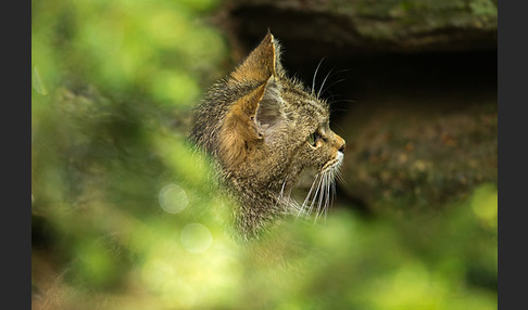 Wildkatze (Felis silvestris)