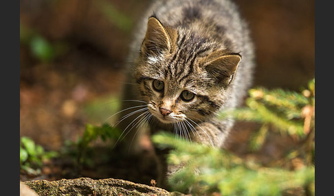 Wildkatze (Felis silvestris)