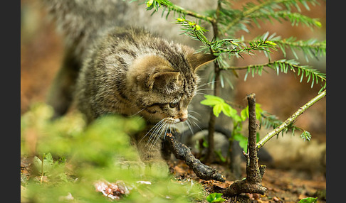 Wildkatze (Felis silvestris)