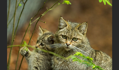 Wildkatze (Felis silvestris)