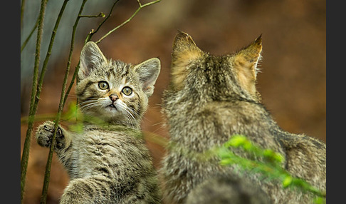 Wildkatze (Felis silvestris)