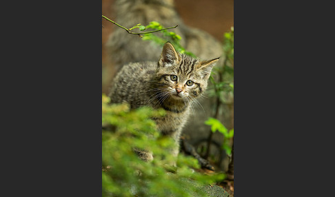 Wildkatze (Felis silvestris)