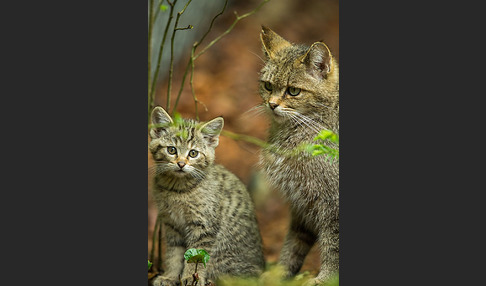 Wildkatze (Felis silvestris)