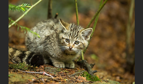 Wildkatze (Felis silvestris)