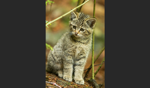 Wildkatze (Felis silvestris)