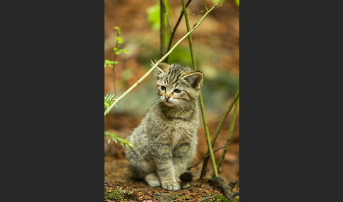 Wildkatze (Felis silvestris)