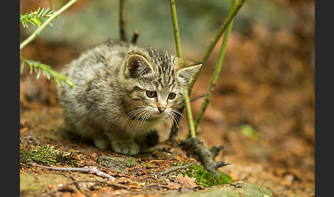 Wildkatze (Felis silvestris)