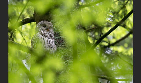 Habichtskauz (Strix uralensis)