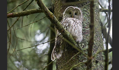 Habichtskauz (Strix uralensis)