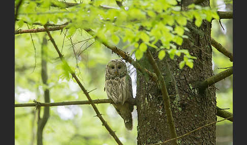 Habichtskauz (Strix uralensis)