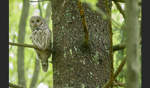 Habichtskauz (Strix uralensis)