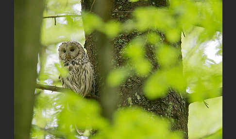 Habichtskauz (Strix uralensis)