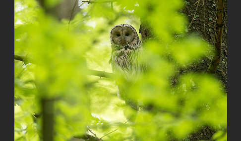 Habichtskauz (Strix uralensis)