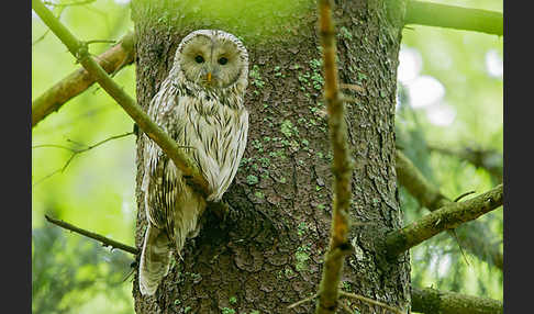 Habichtskauz (Strix uralensis)