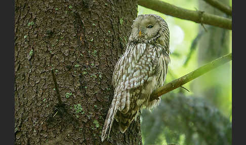 Habichtskauz (Strix uralensis)