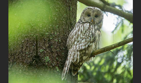 Habichtskauz (Strix uralensis)