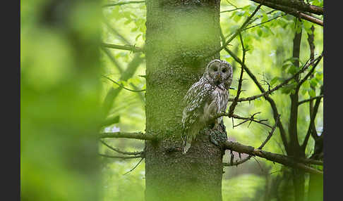 Habichtskauz (Strix uralensis)