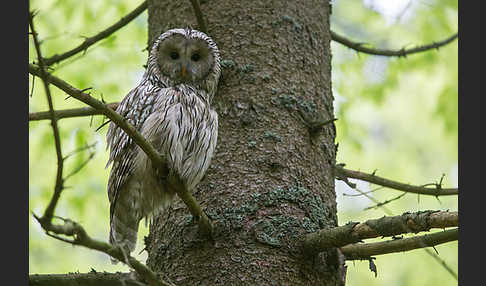 Habichtskauz (Strix uralensis)