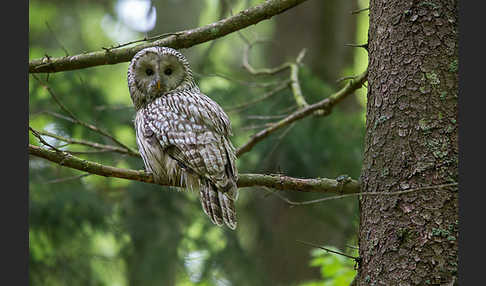 Habichtskauz (Strix uralensis)